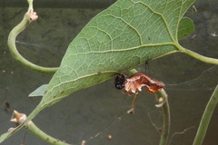 Byasa polyeuctes