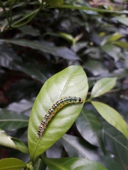 Lepidoptera
