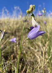 Campanula pseudostenocodon