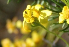 Euryops rehmannii