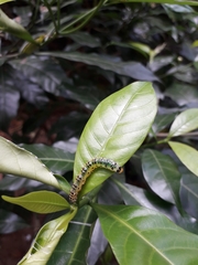 Lepidoptera