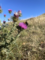 Carduus defloratus carlinifolius