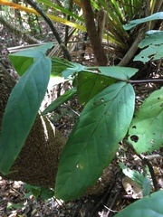 Cyclophyllum pancheri