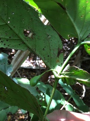 Cyclophyllum pancheri