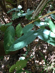 Cyclophyllum pancheri