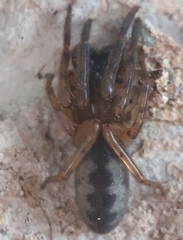 Segestria senoculata
