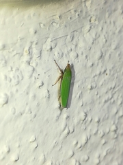 Draeculacephala soluta