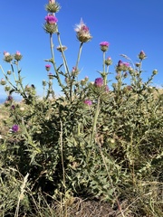 Carduus defloratus carlinifolius