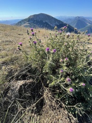 Carduus defloratus carlinifolius