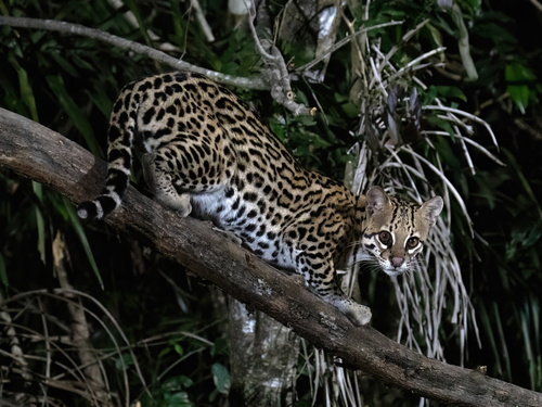 South American Ocelot (Subspecies Leopardus pardalis mitis) · iNaturalist