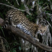 Leopardus pardalis mitis - Photo (c) Robin Gwen Agarwal, algunos derechos reservados (CC BY-NC), subido por Robin Gwen Agarwal