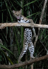 Leopardus pardalis mitis