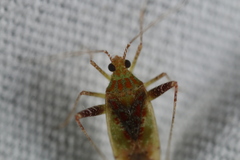 Phytocoris tibialis
