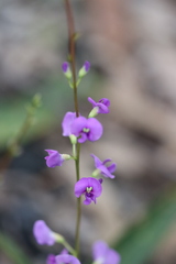 Hardenbergia