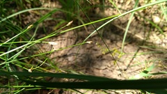 Eleocharis carniolica