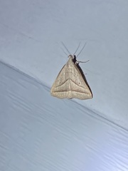 Macrochilo absorptalis