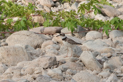 Charadrius placidus