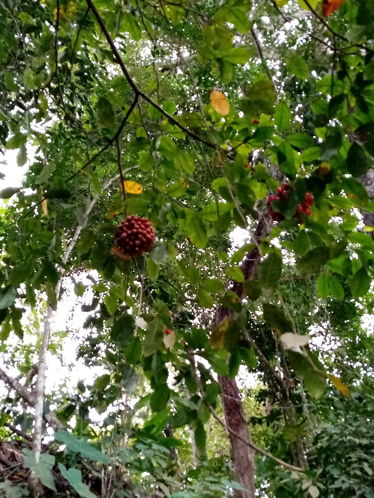 Klarobelia lucida