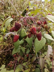 Rubus glaucus