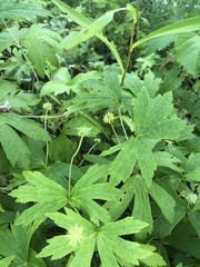 Anemonastrum canadense