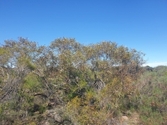 Eucalyptus blaxellii