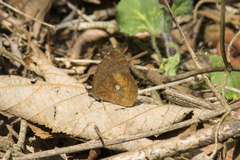 Godartiana muscosa