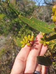 Eucalyptus blaxellii