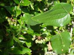 Smilax vaginata