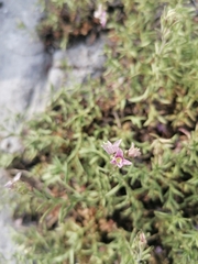 Veronica fruticulosa