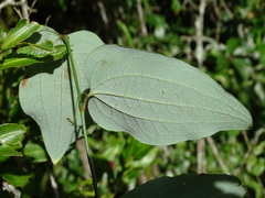 Smilax vaginata