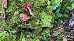 Cortinarius marylandensis
