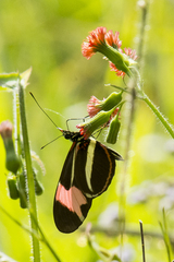 Heliconius besckei