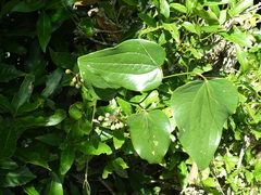 Smilax vaginata