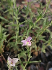 Veronica fruticulosa