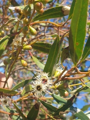 Eucalyptus blaxellii