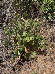 Malacothamnus clementinus