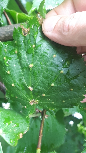 Lime gall mite