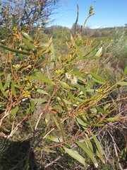 Eucalyptus blaxellii
