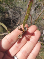 Eucalyptus blaxellii