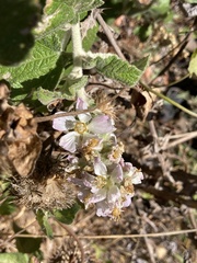 Malacothamnus clementinus