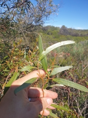 Eucalyptus blaxellii