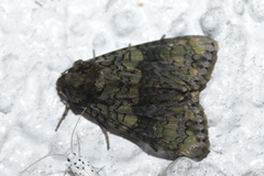 Craniophora ligustri