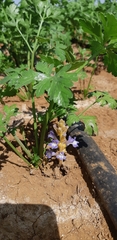 Phelipanche aegyptiaca