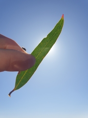 Eucalyptus blaxellii