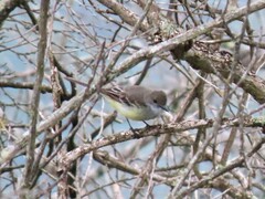 Myiarchus cephalotes