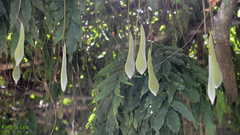 Wisteria floribunda