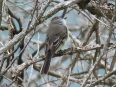 Myiarchus cephalotes