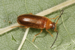 Conopalpus testaceus