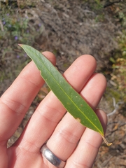Eucalyptus blaxellii
