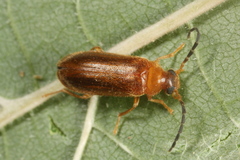 Conopalpus testaceus